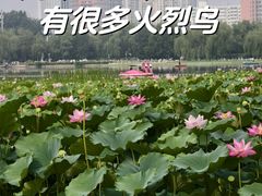 -莲花池公园