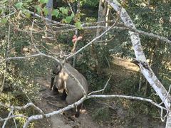 -野象谷景区