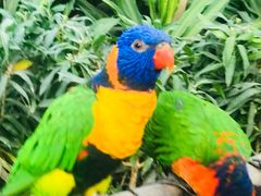 -南宫五洲植物乐园