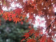 -梁鸿国家湿地公园
