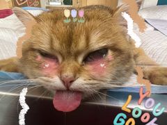 -艾贝尔宠物医院·24H转诊中心·肿瘤猫专科(江宁双龙店)