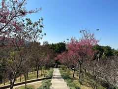 -深圳仙湖植物园
