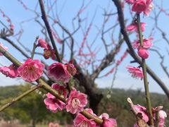 -无锡梅园公园