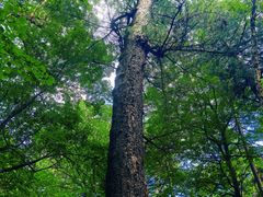 -五营红松林海景区