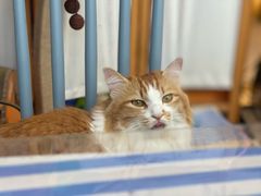 -氷冰凉刨冰甜品(北京路店)