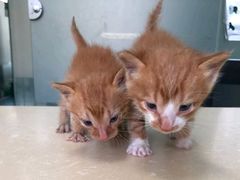 -爱牧宠物医院·猫专科·骨科·内窥镜(甪直店)