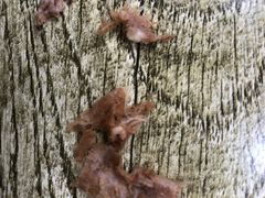 -烤鸭肉夹馍鸭汤店