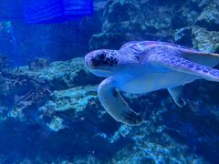 -海合安成都极地海洋公园