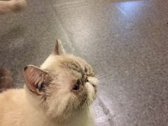-猫色咖啡·猫咖