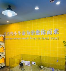 -神奇动物撸宠馆·羊驼·小浣熊·异宠(豫园店)