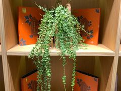 -左悦·艾灸调理·推拿按摩·精油SPA(卓悦汇店)