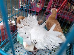 -青石桥花鸟鱼虫市场(叠翠城店)