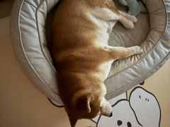 -FAELING PETS美天灵宠物(富力广场店)