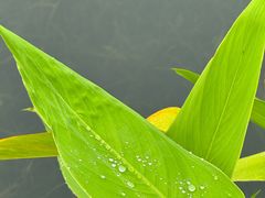 -四海公园(南山区)
