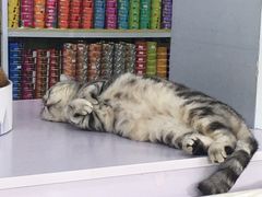 -喵的天空名猫咖啡馆·撸猫·猫舍·用品