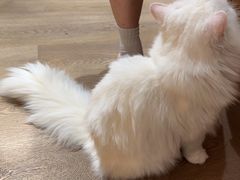 -MOCHA明星猫咖(田子坊店)