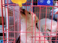 -青石桥花鸟鱼虫市场(叠翠城店)