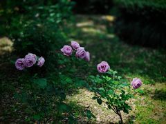 -苏州河梦清园环保主题公园