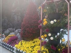 -菊花台公园