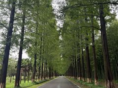 -黄海国家森林公园