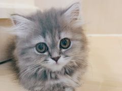 -momokira米努特·德文卷毛猫·棉花面纱犬