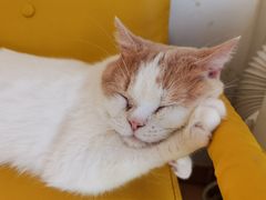 -猫在这儿猫咪咖啡馆·撸猫馆