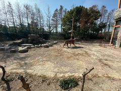 -上海野生动物园老虎餐厅