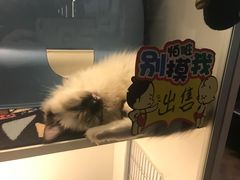 -枫花园汽车电影院(朝阳公园店)