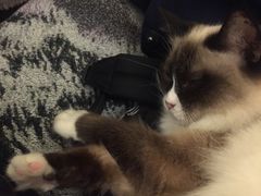 -猫色咖啡·猫咖
