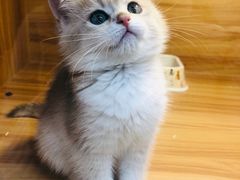 -猫十亿·布偶金渐层·曼基康矮脚猫舍(青年路店)