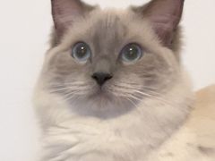 -天宠宠物医院24小时·急重症诊疗中心·全科·腔镜特色(和平分院)