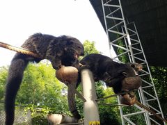 -清迈夜间动物园