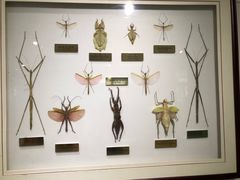 -上海昆虫博物馆