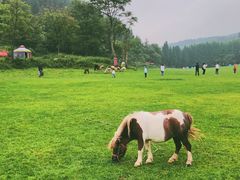 -武陵山森林公园
