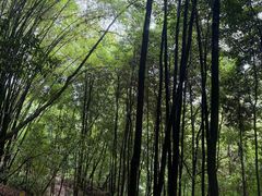 -凤栖山