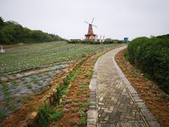 -大塘金香草谷