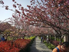 -高东镇樱花园