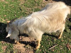 -欣宠猫屋·矮脚拿破仑·蓝金金渐层