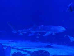 -烟台海昌鲸鲨海洋公园