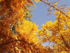 -三里屯东五街银杏大道