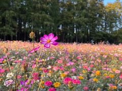 -上海共青森林公园