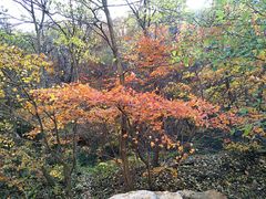 -大连天门山国家森林公园