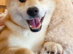 -豆柴町-柴犬主题狗咖(红鼎国际C座店)