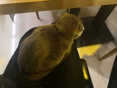 -平行世界·猫咖(首经贸店)
