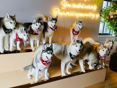 -Husky Go! 哈士奇体验馆·宠物咖啡厅狗咖