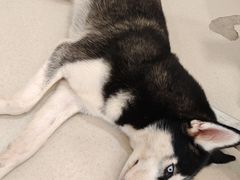 -共舞时光猫咖·狗咖(新街口店)