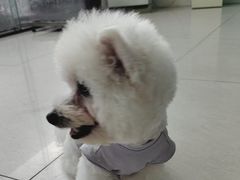-乐琪宠物医院·犬猫专科·骨外科·急重症