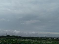 -荷塘月色湿地公园·向阳花洲