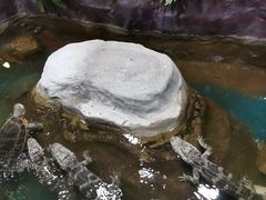-上海大自然野生昆虫馆(东方明珠·爬宠昆虫探索中心)