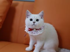 -lincat·猫舍(广州店)